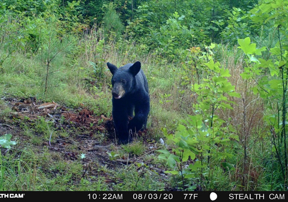 Eastern Black Bear – Middle Way Nature Reserve