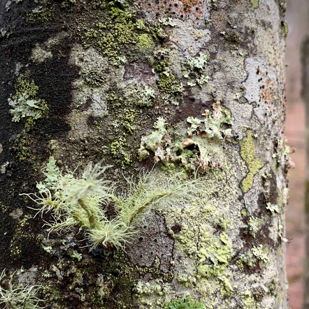 Fruticose Lichen on tree