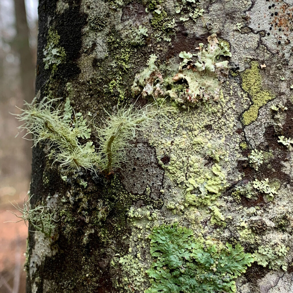 Fruticose Lichen on tree