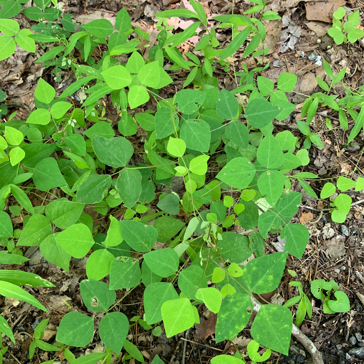 hyssopleaf-thoroughwort-middle-way-nature-reserve