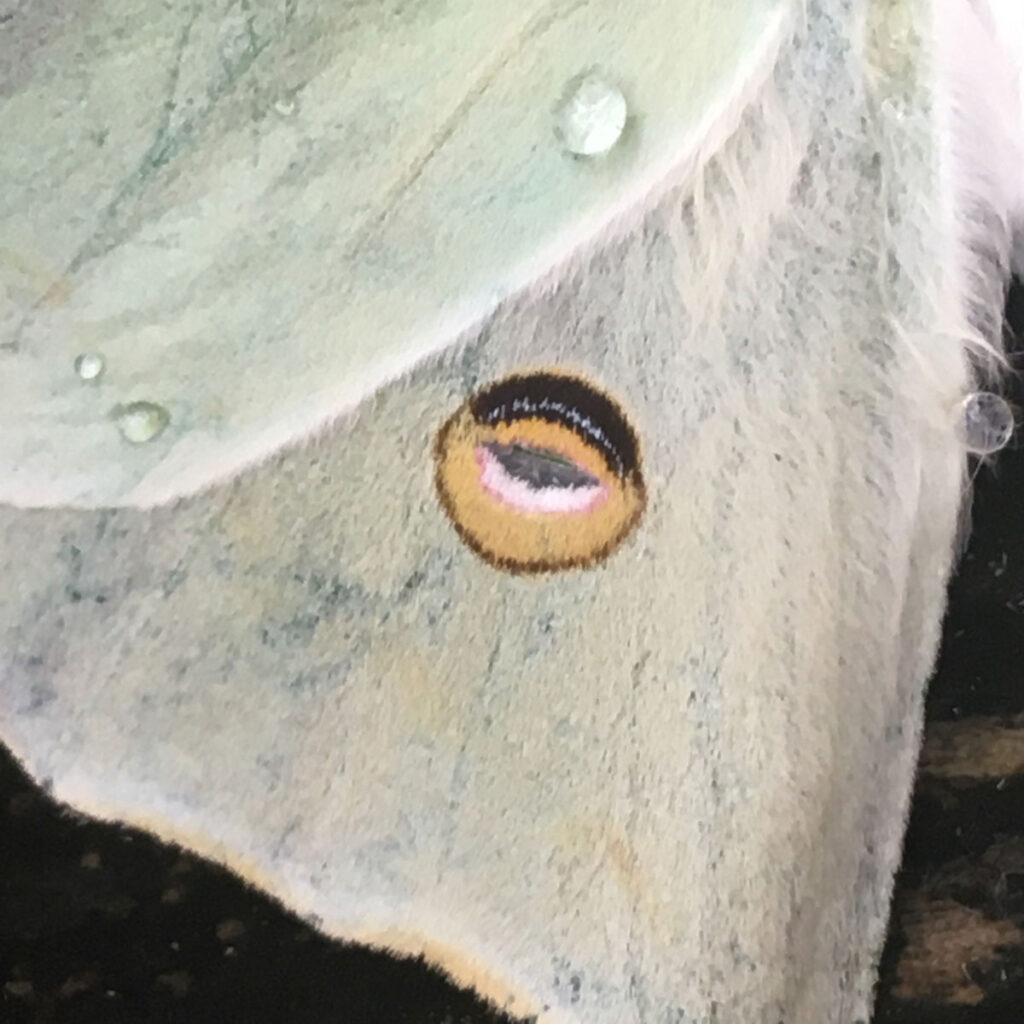 Detail of Lunamoth Eye