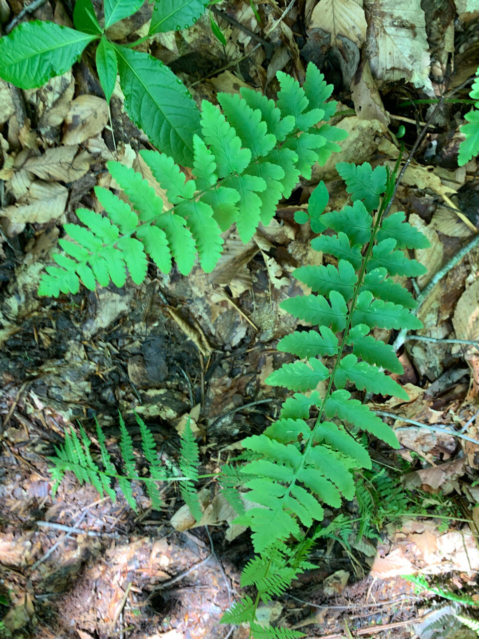 common-cavalier-middle-way-nature-reserve