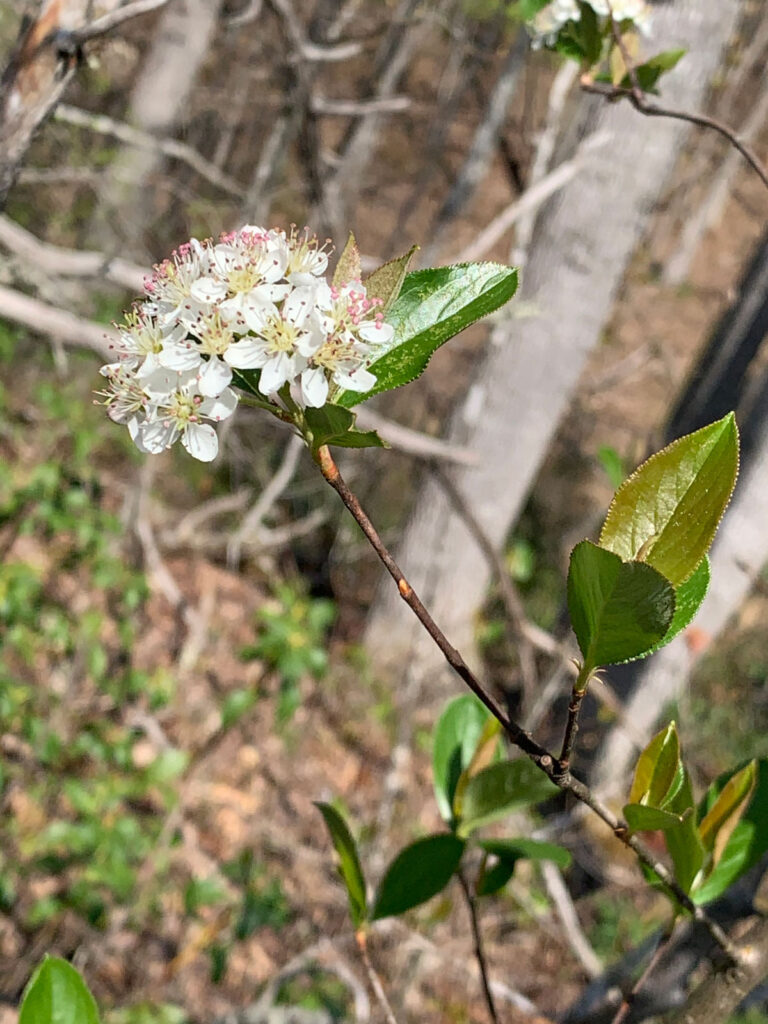 Red Chokeberry flowers