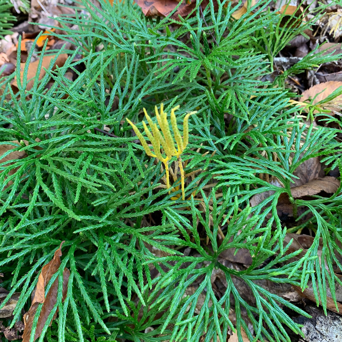 running-cedar-middle-way-nature-reserve