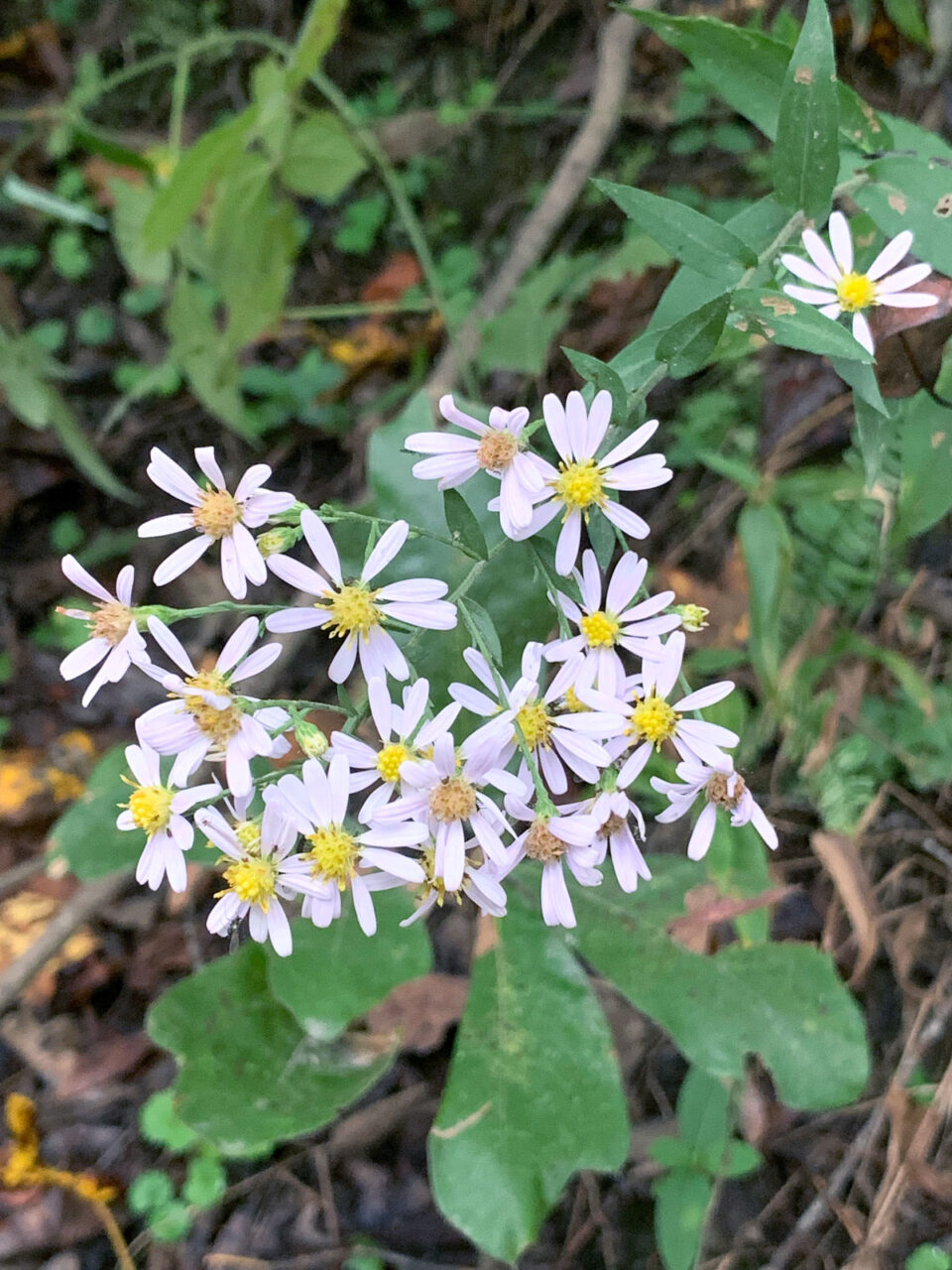 Snake Root – Middle Way Nature Reserve