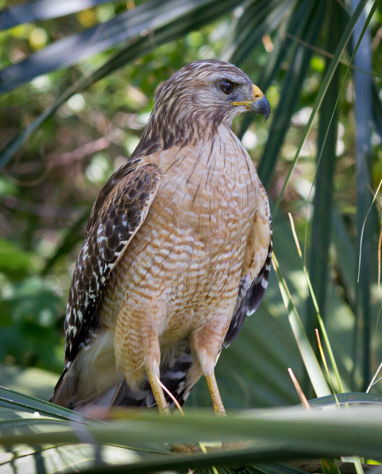 Red-shouldered Hawk – Middle Way Nature Reserve