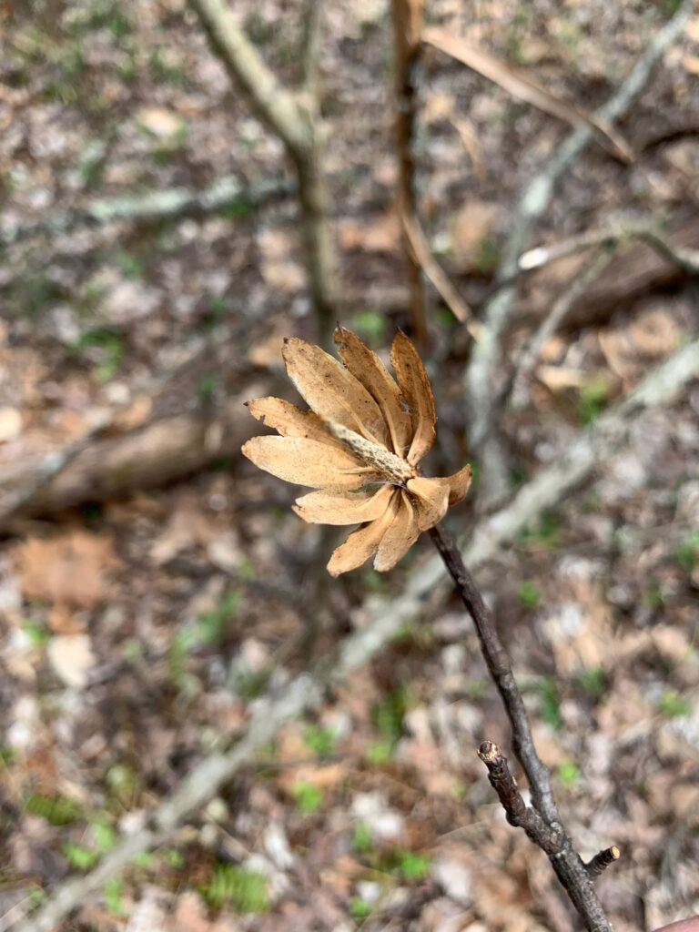 Dried poplar flower remnants