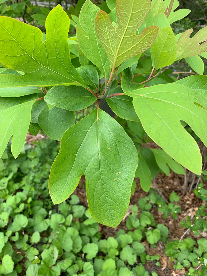 Sassafrass Leaf