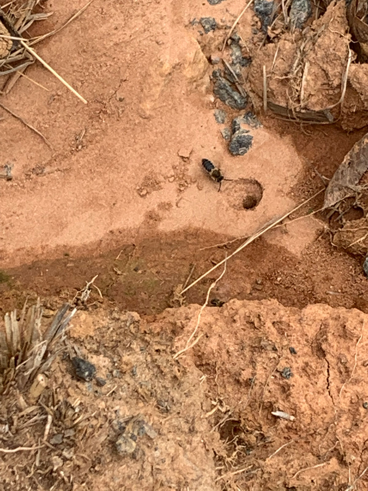 Small black bee on dry dirt with hole