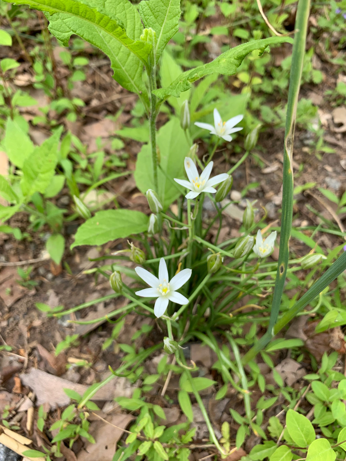 Small white native lily plant