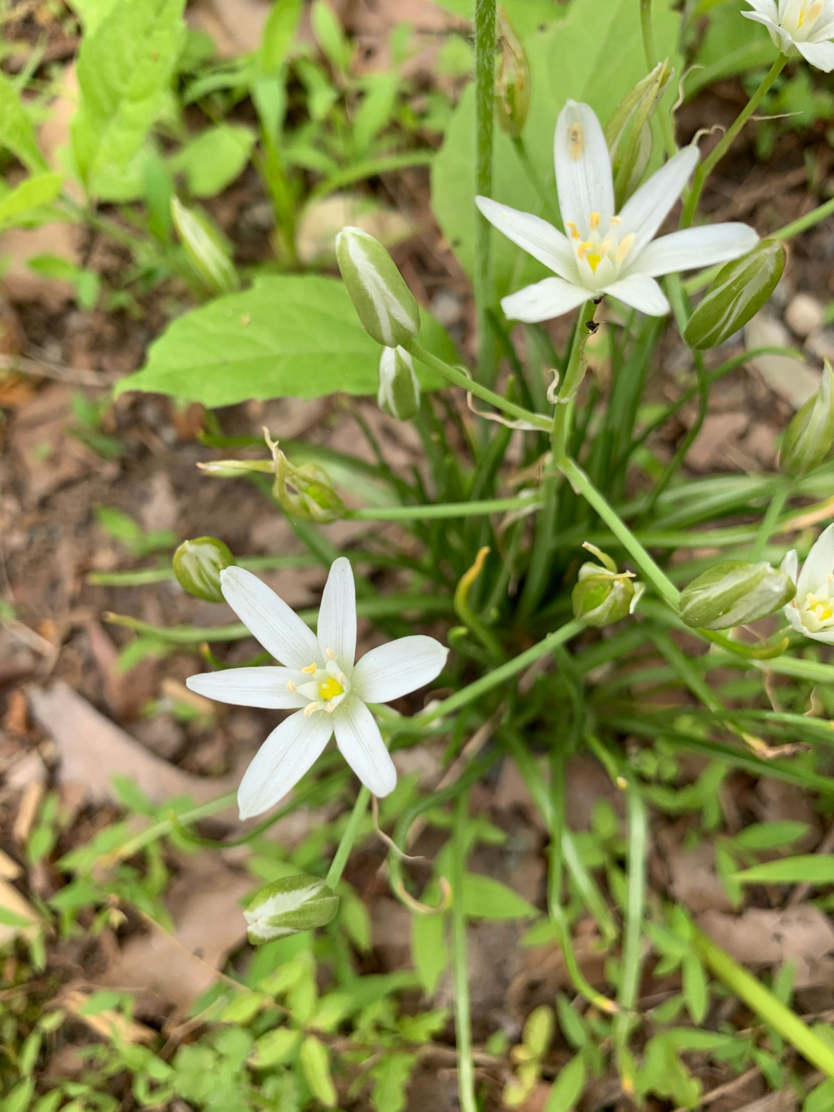 Small white flowers with yellow center