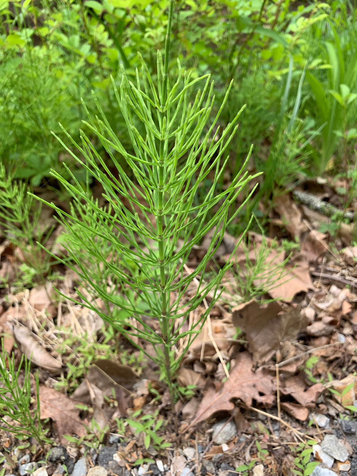 Green upright plant with feathery foliage
