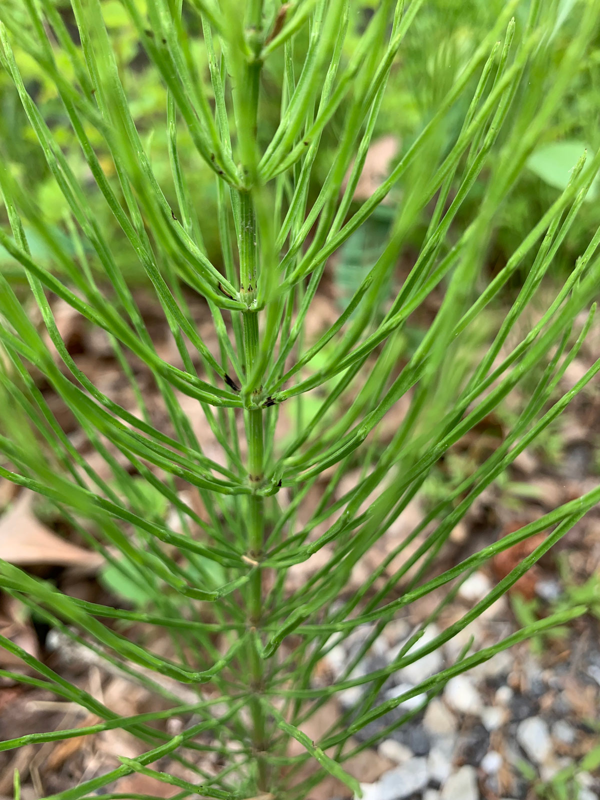 Green upright plant with feathery foliage