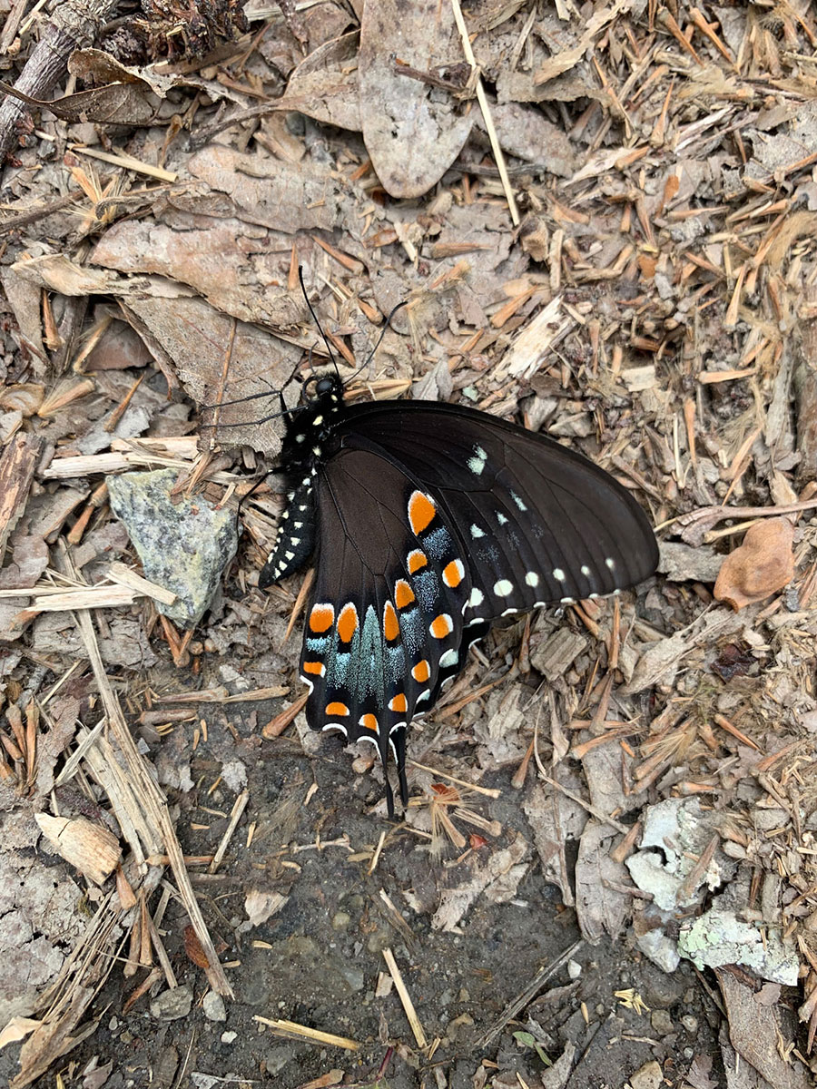 Underside of Black, orange, blue and white swallowtail butterfly
