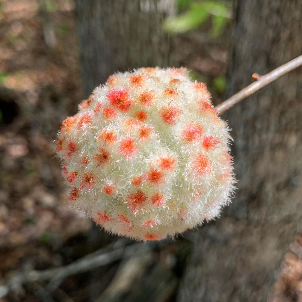 Light green, pink and orange fuzzy ball on branch