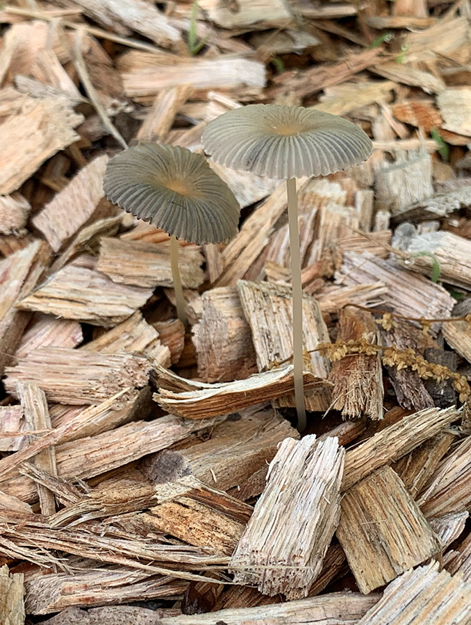 Long delicate stem of pleated inkcap