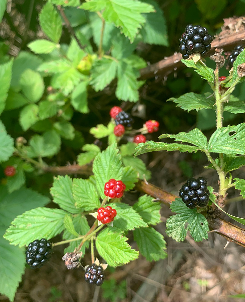 Black and red blackberry fruits on plant