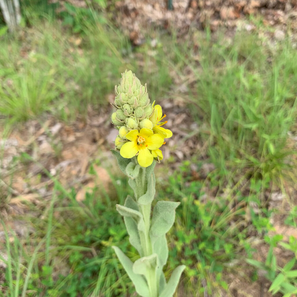 Yellow flowers on stalk